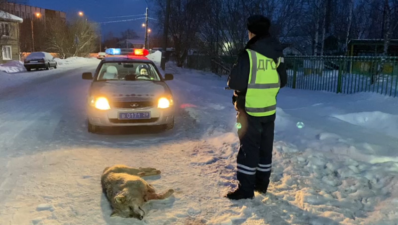 На окраине Архангельска полицейские застрелили волка