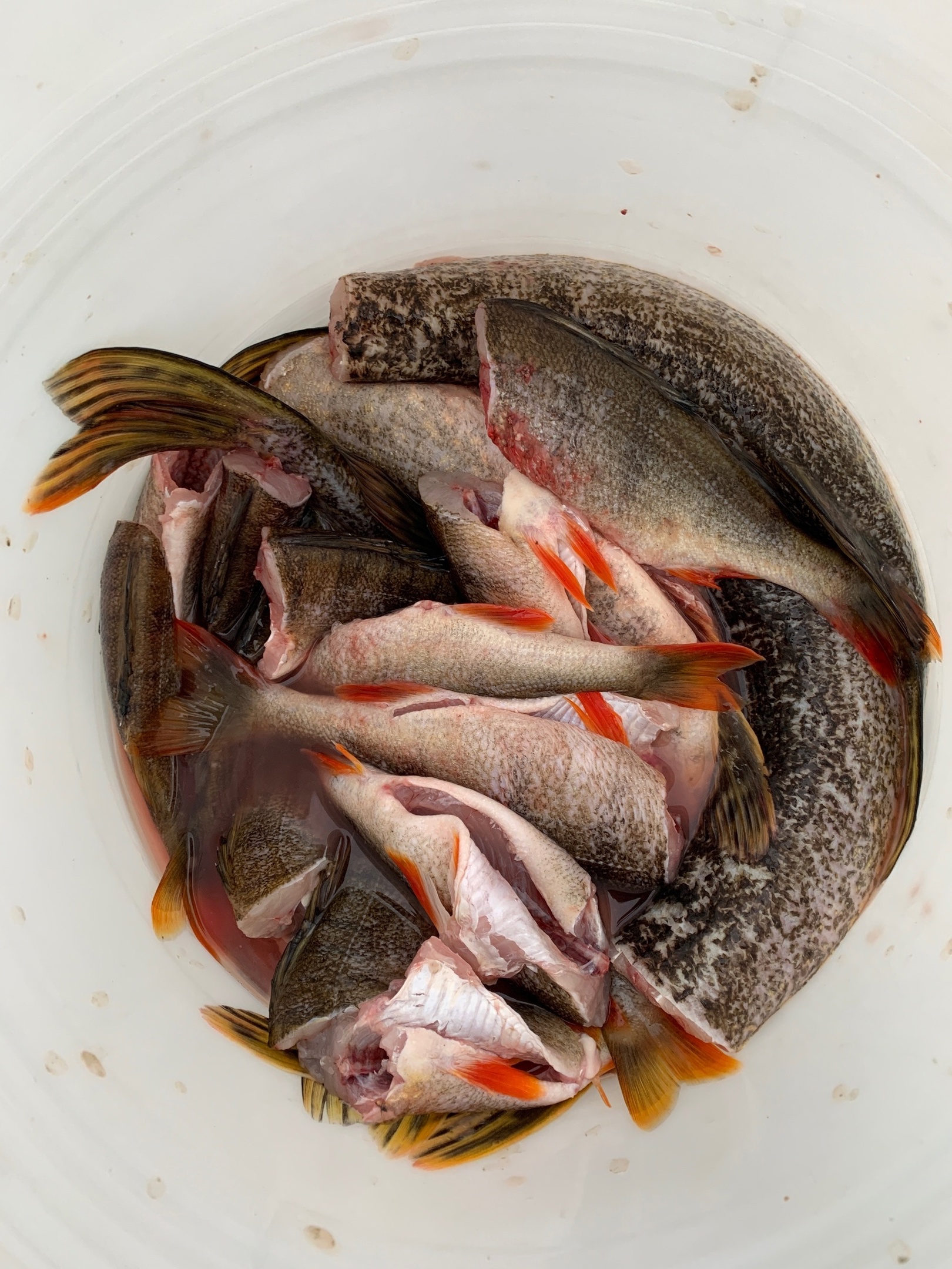 Дело о незаконном приобретении и продажи рыбы в Северодвинске рассмотрят в суде