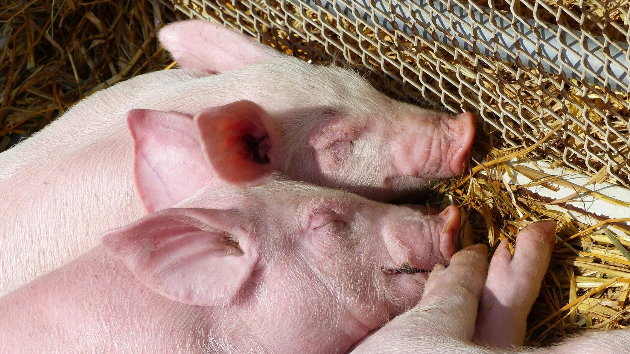 В Вельске обнаружили африканскую чуму свиней