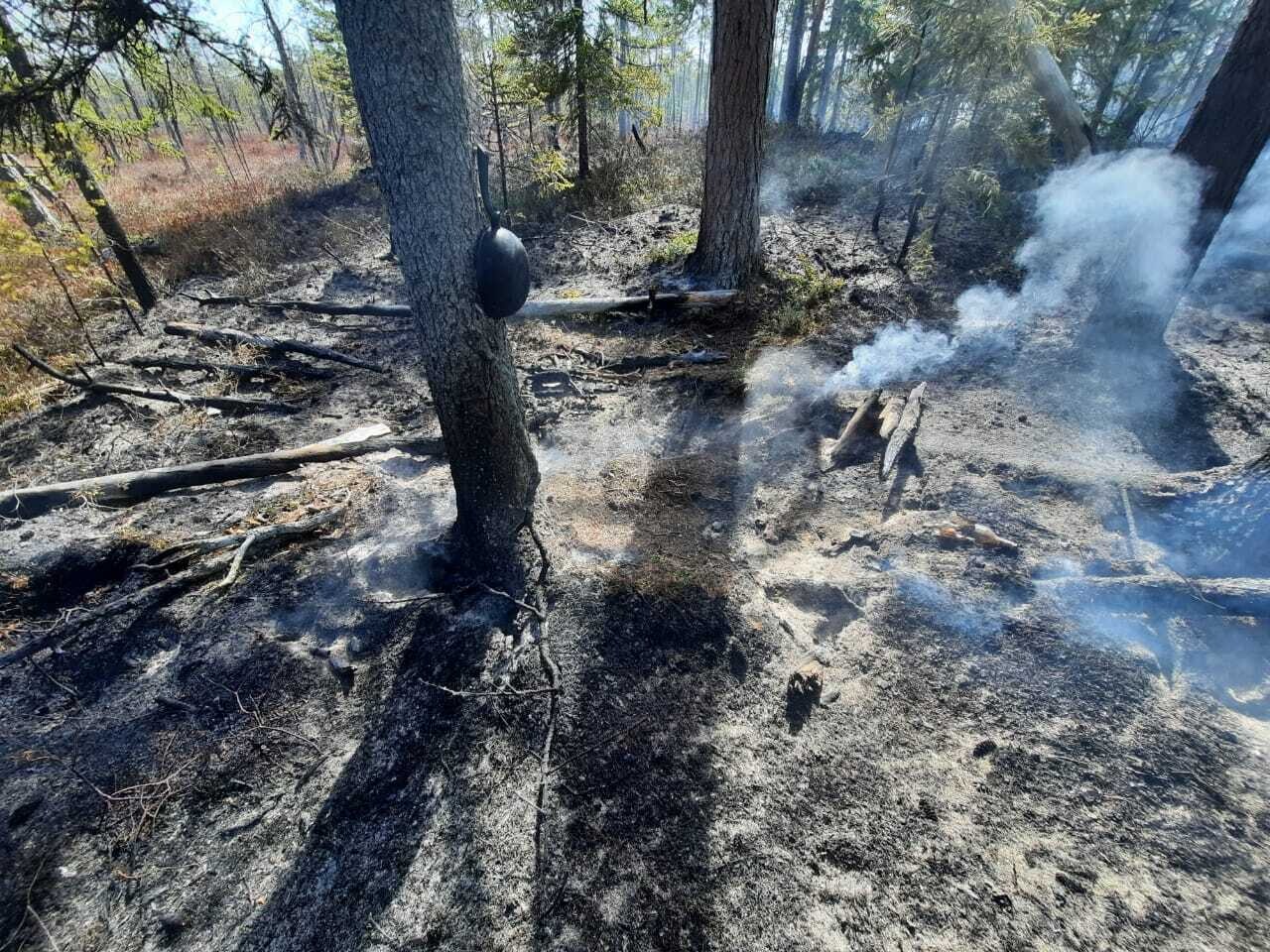 11 мая в области произошел первый в сезоне лесной пожар
