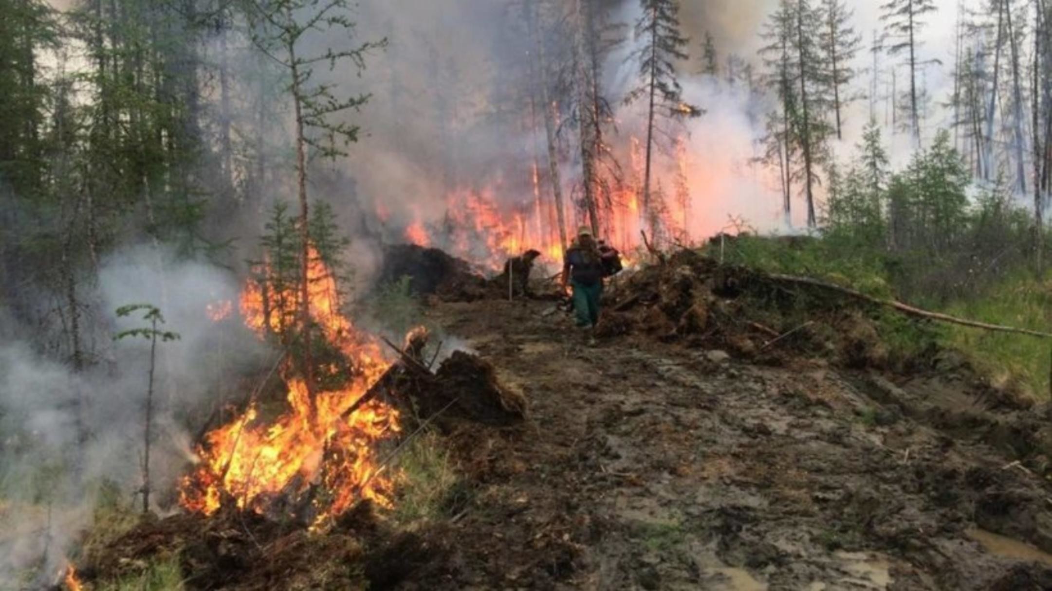 С начала сезона в Архангельской области ликвидировано 182 лесных пожара