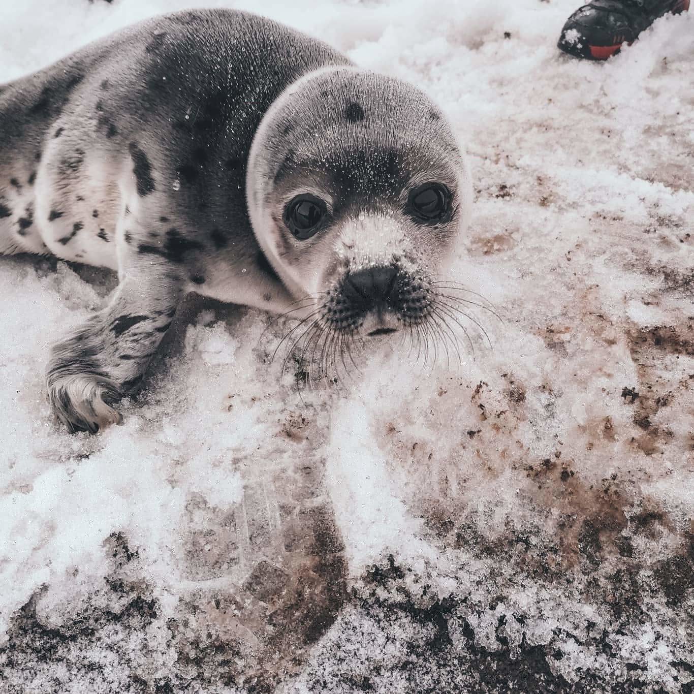 Зоозащитники спасают гренландского тюленя в Архангельске