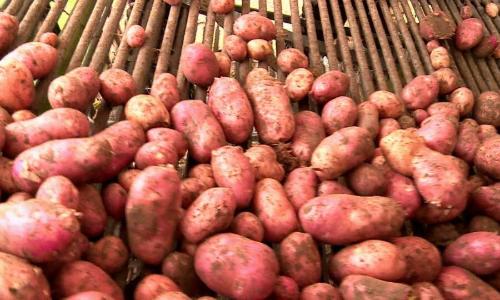 Из Архангельска в регионы отправлено более 400 тонн картофеля