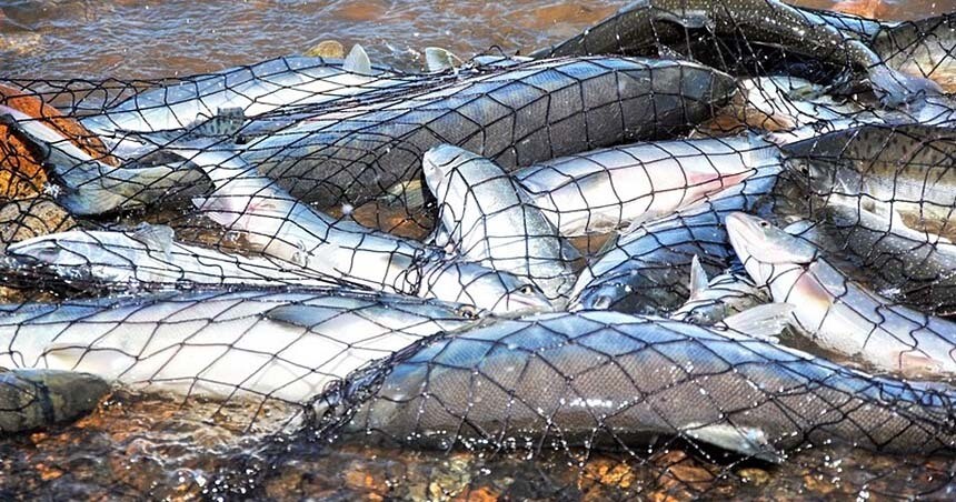 В Архангельске собираются судить браконьеров за ловлю сетями беременных рыб