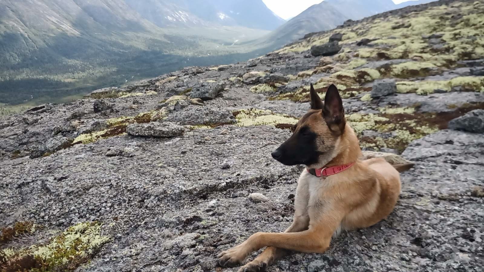 В Мурманской области в Хибинах пропала собака-спасатель из Архангельска 
