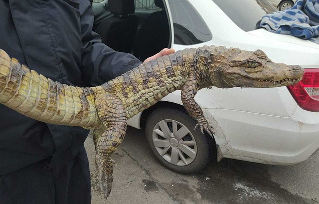 Мужчина купил крокодила в Архангельской области и пришел в полицию