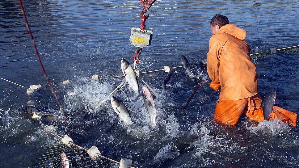 В Архангельской области вступают в силу сезонные ограничения на вылов рыбы