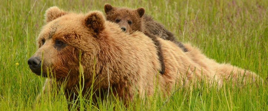 В Архангельской области арестовали медведя