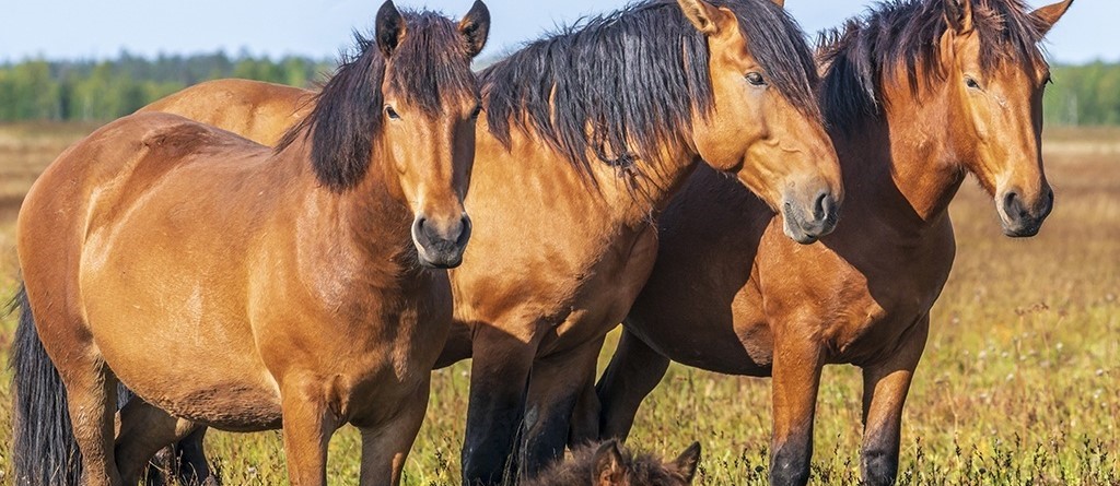 В Архангельской области собираются закрыть ферму с лошадьми мезенской породы
