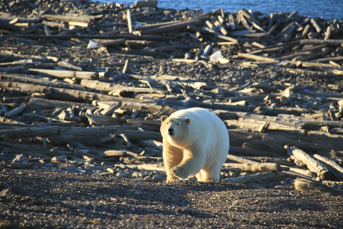 Маняша - так прозвали полярники эту молодую медведицу, частую гостью опорного пункта нацпарка на Мысе Желания, остров Северный архипелага Новая Земля