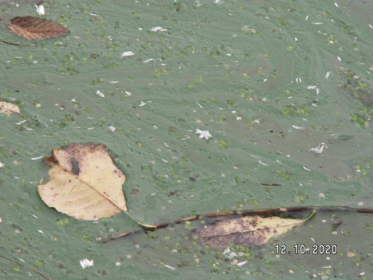 Зелёная жижа вместо чистой воды: сточные воды загрязнили речку в Матигорах