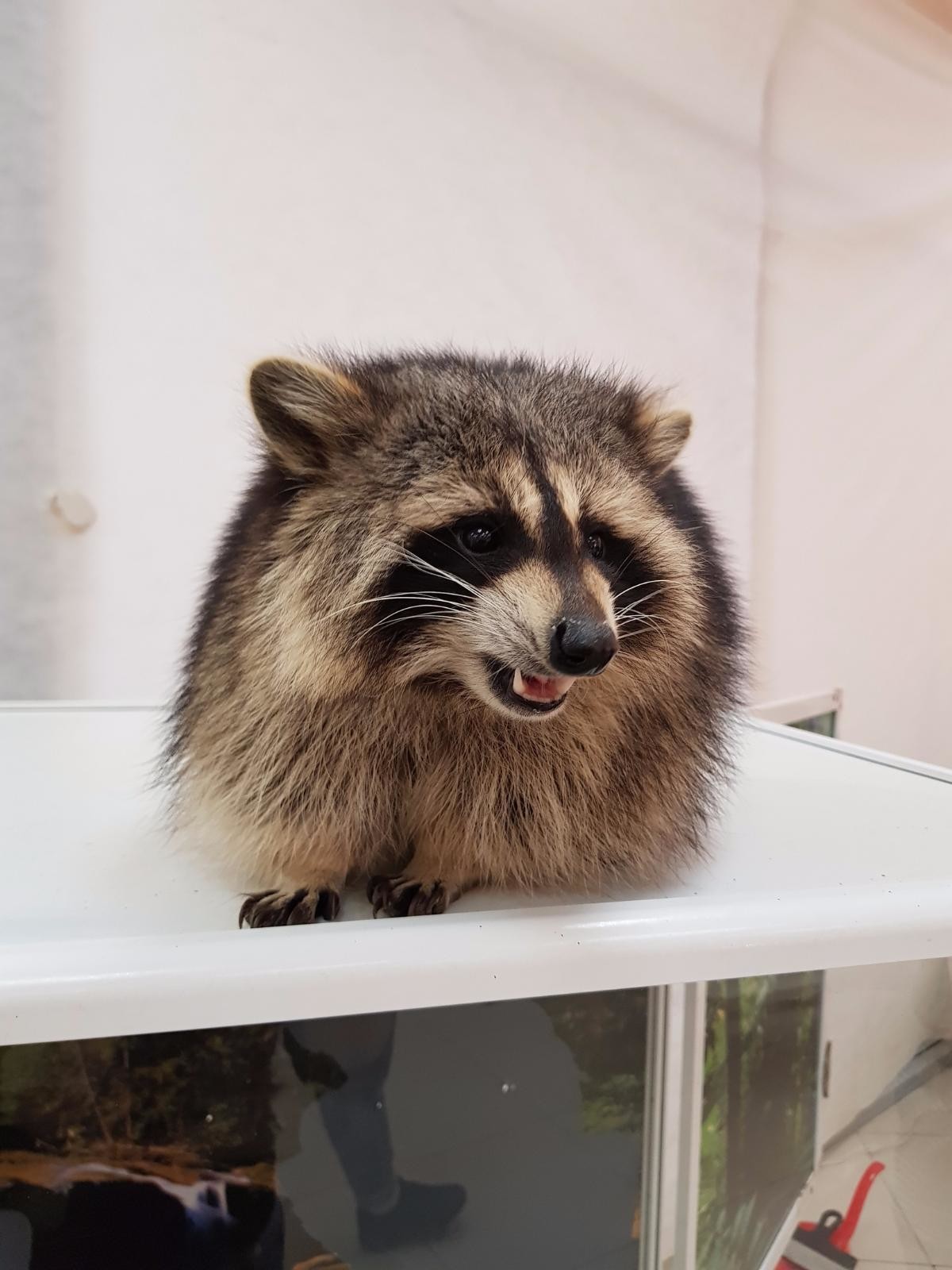 Трагедия для заброшенных животных