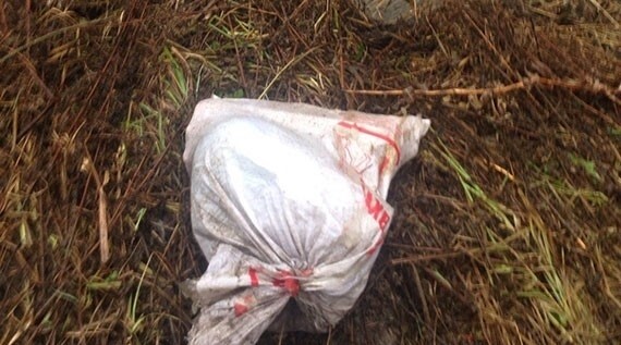 Убил девушку, расчленил и спрятал в лесу: дело об убийстве жительницы Новодвинска передано в суд 