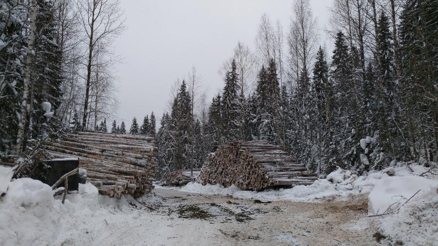 Северодвинский депутат заочно поспорил с Александром Цыбульским о поставках леса в Китай