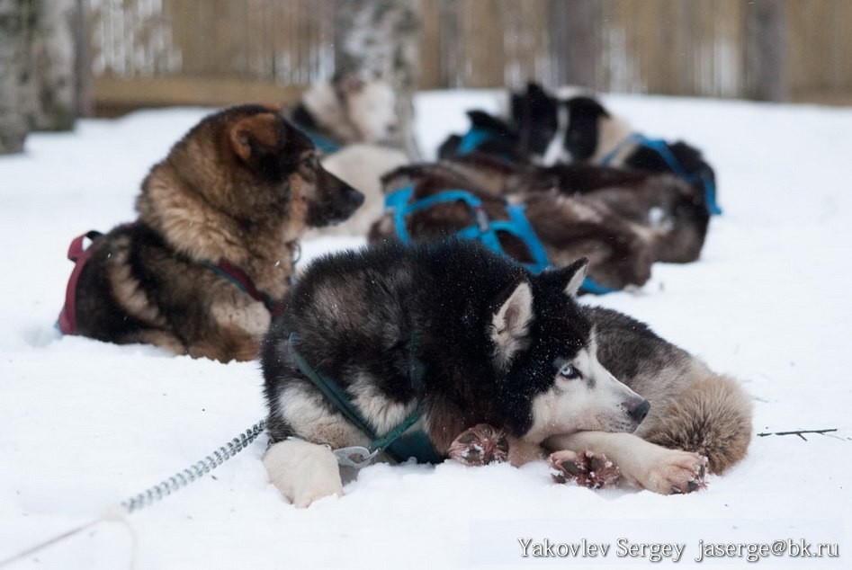 В Архангельске стартовала экспедиция на собачьих упряжках