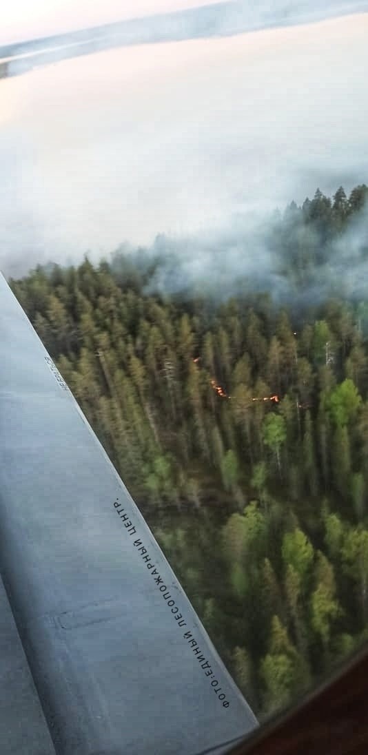 В Виноградовском районе горит лес