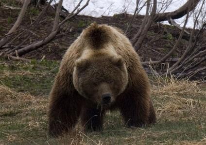 В Новодвинске снова заметили медведей