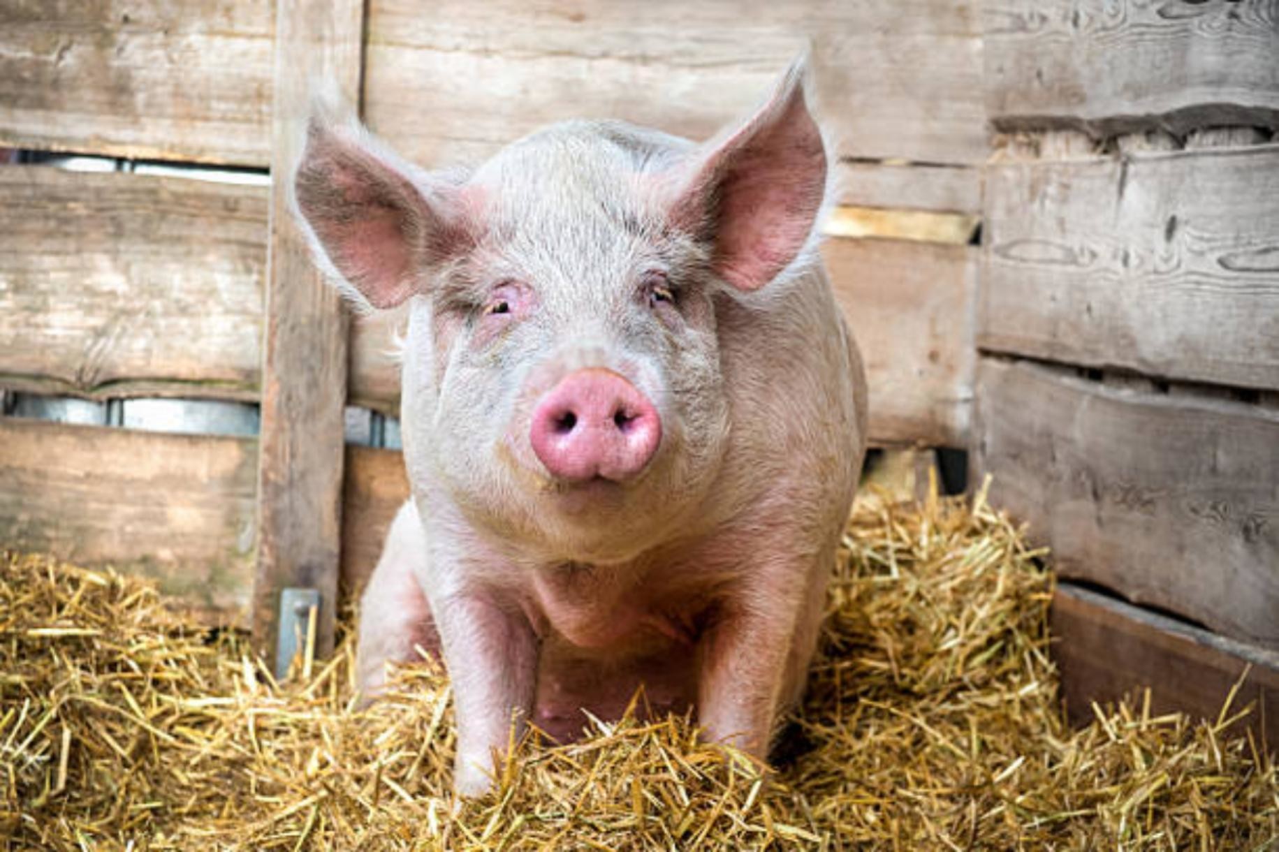 В Вельском районе введен карантин по африканской чуме свиней 