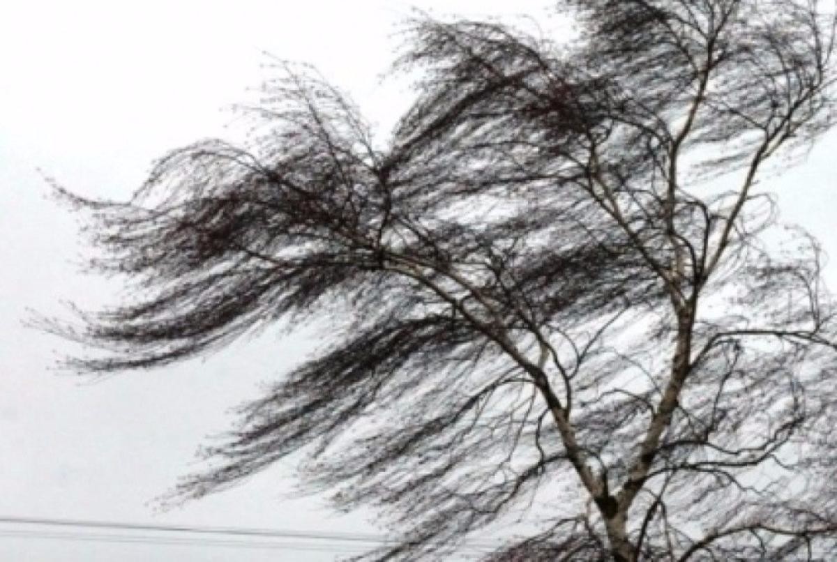 Синоптики предупреждают об усилении ветра в Поморье