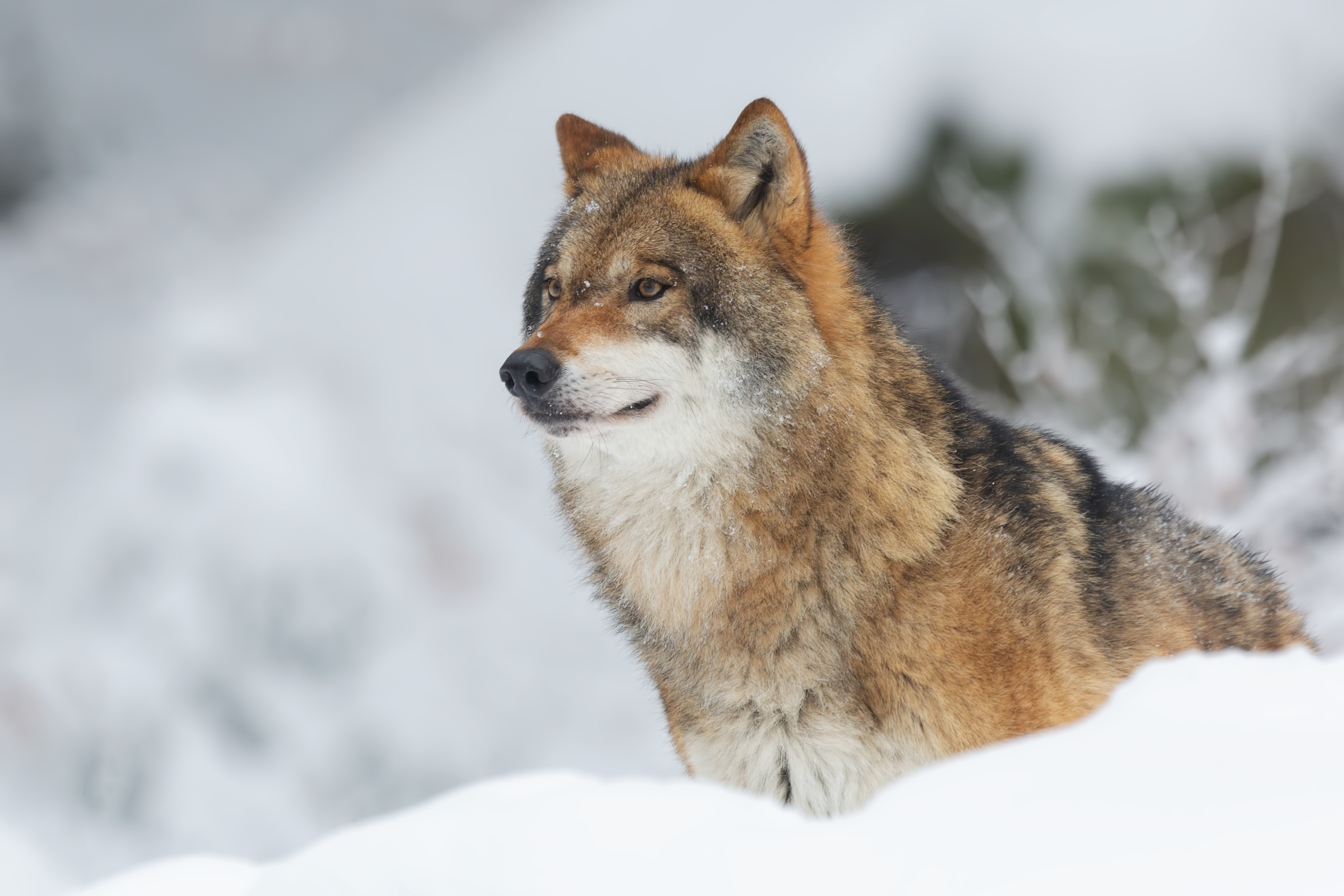 В Архангельской области сезон охоты на волков продлится до 31 марта