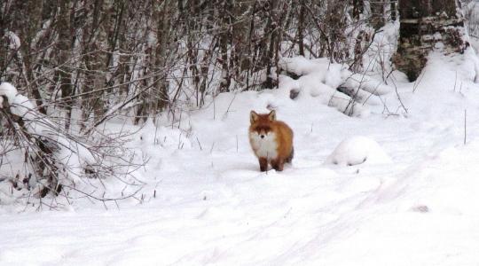 В Архангельской области подходит к концу зимний учет охотничьих ресурсов