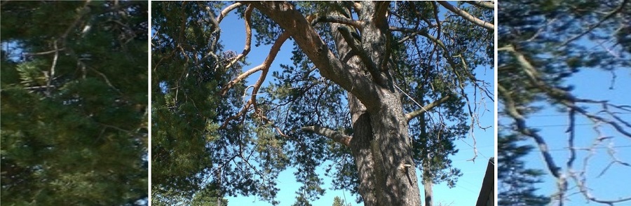 Трёхсотлетняя сосна из-под Холмогор претендует на звание «Дерево года» и статус федерального памятника