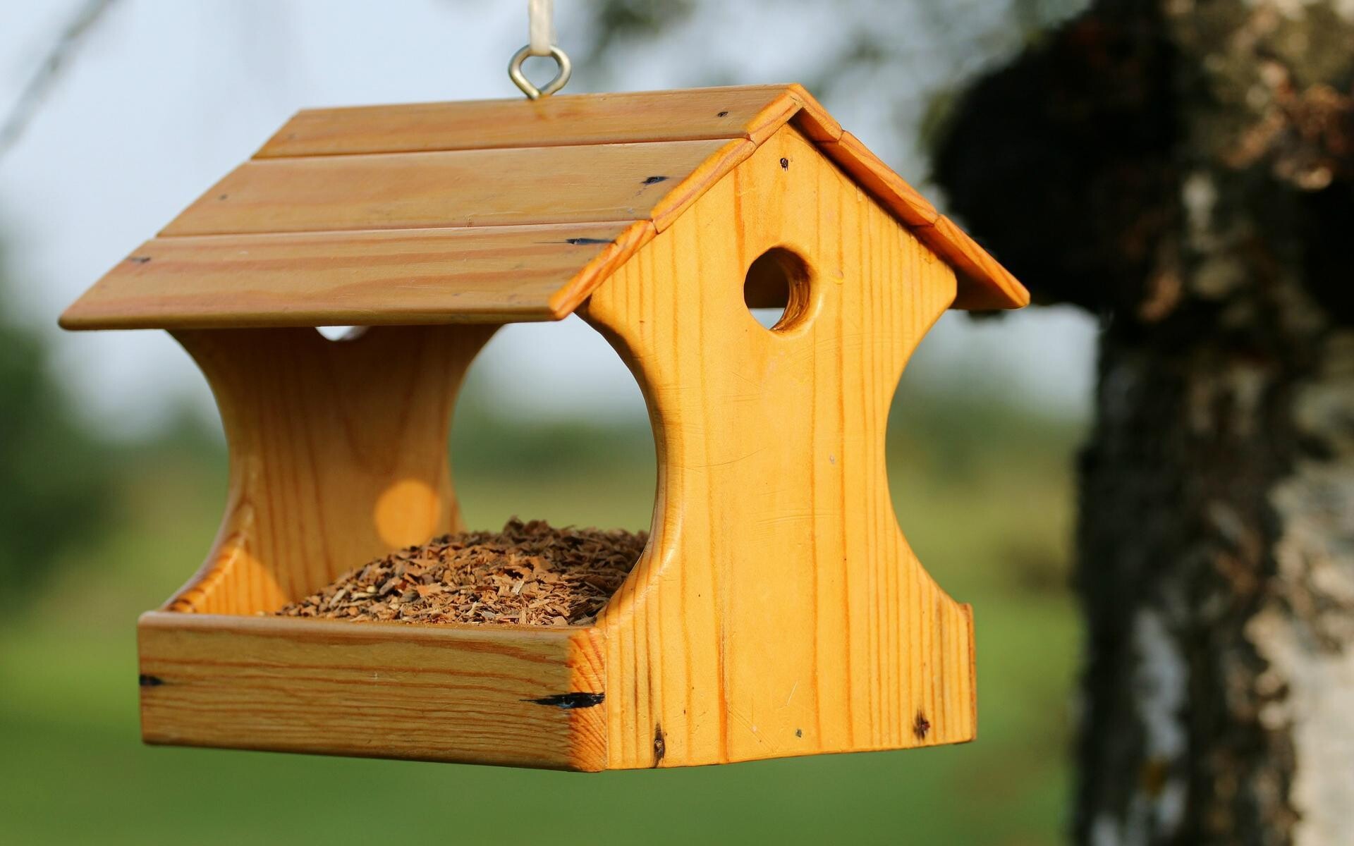 Кенозерский национальный парк опубликовал результаты акции «Покормите птиц!»