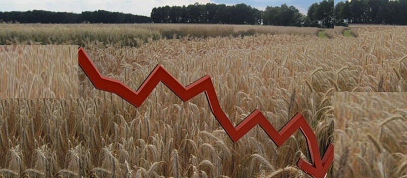 В сельском хозяйстве Архангельской области зафиксирован очередной спад