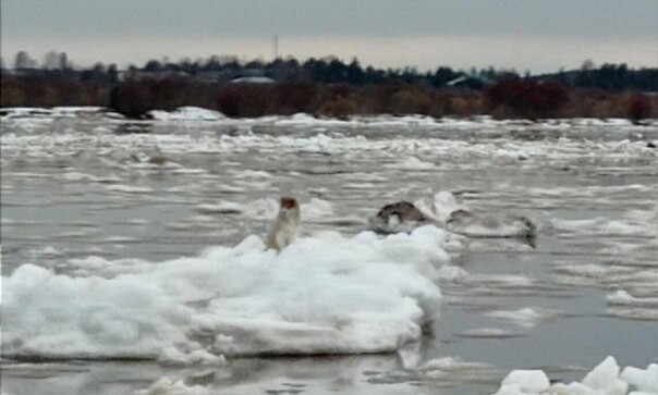 В Архангельске со льдины спасли щенка
