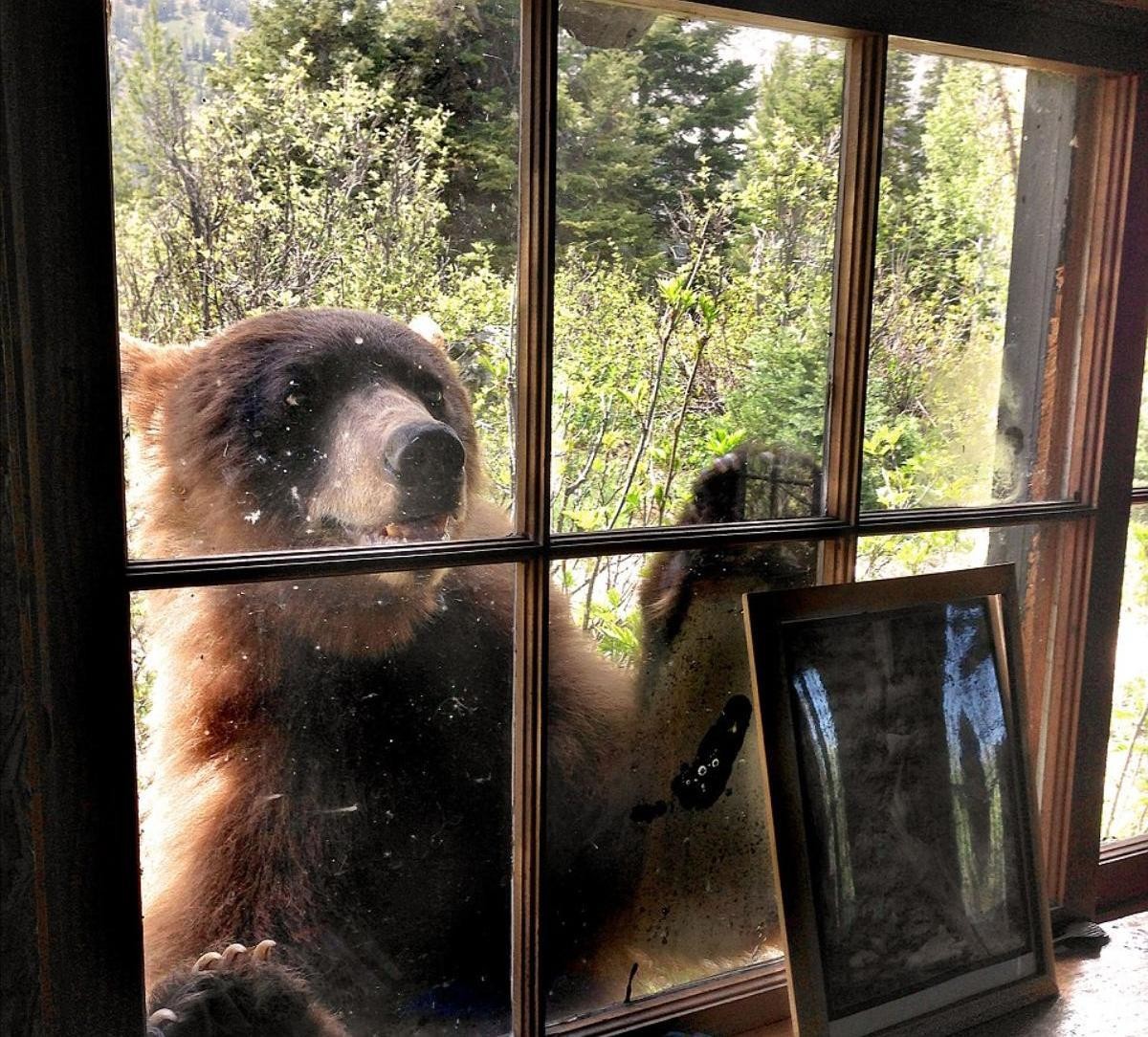 В Приморском районе медведь ограбил пекарню