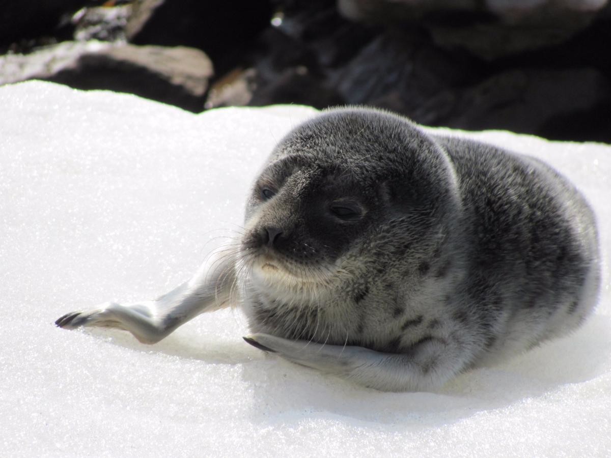 Северодвинские спасатели просят не подходить к тюленям на берегу