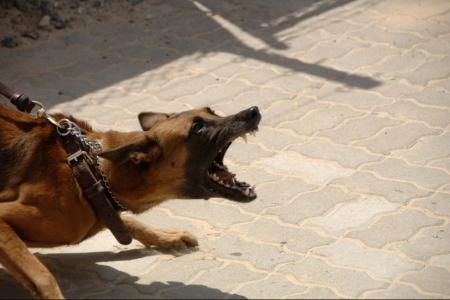В Каргополе хозяин собаки, напавшей на семилетнего ребенка, возместит пострадавшему моральный вред