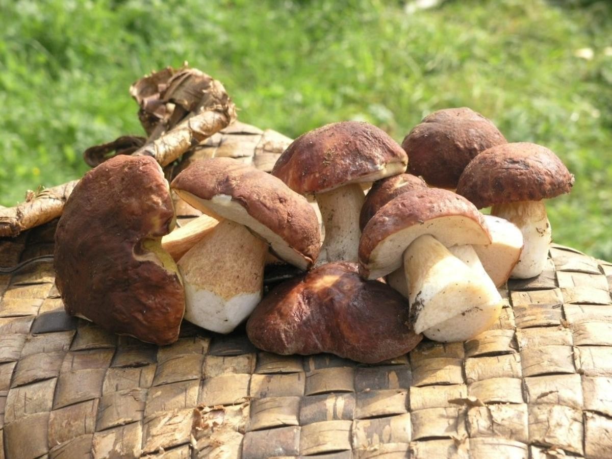 Белый гриб в Архангельской области