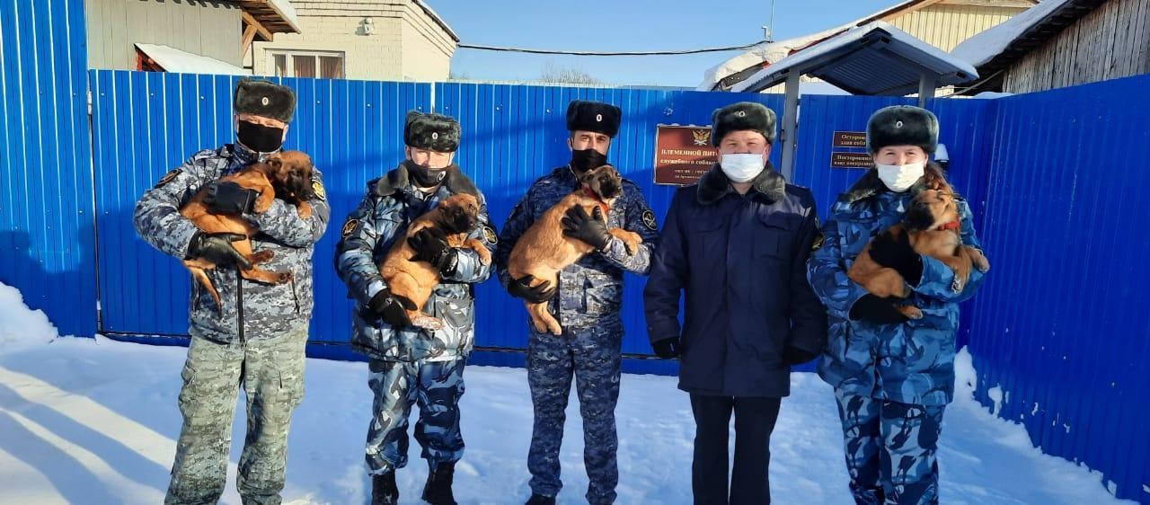 В племенном питомнике УФСИН Архангельской области родились 25 щенков 