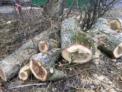 В Архангельске продолжается безжалостная рубка и кронирование деревьев 