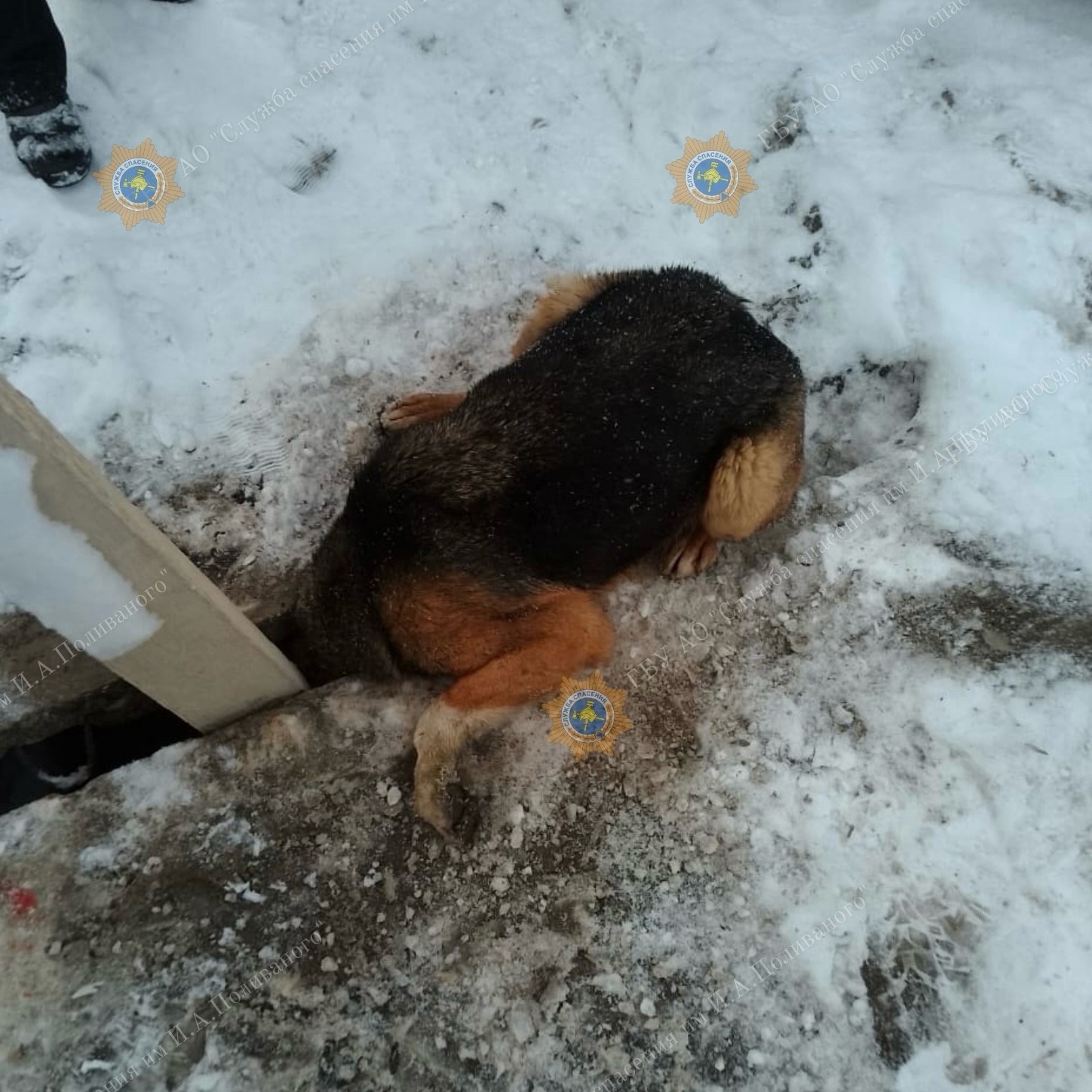 Архангельские спасатели помогли бездомной собаки спастись из «бетонного плена»