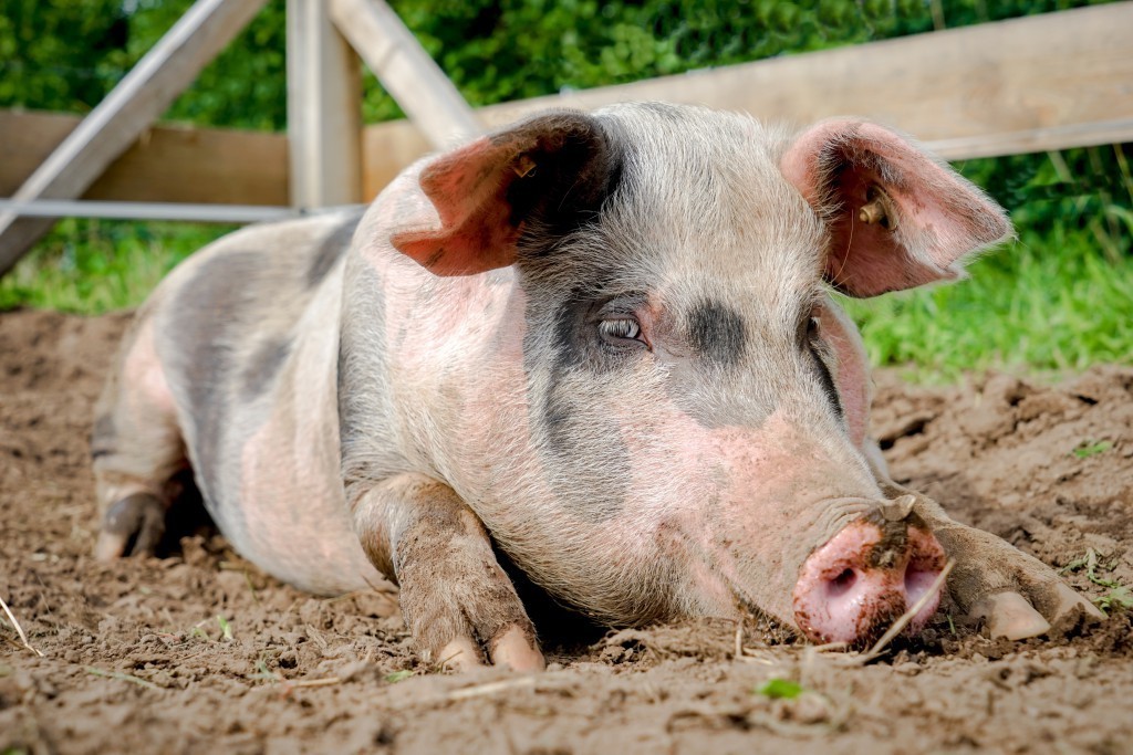 В Вельске выявлен очаг африканской чумы свиней