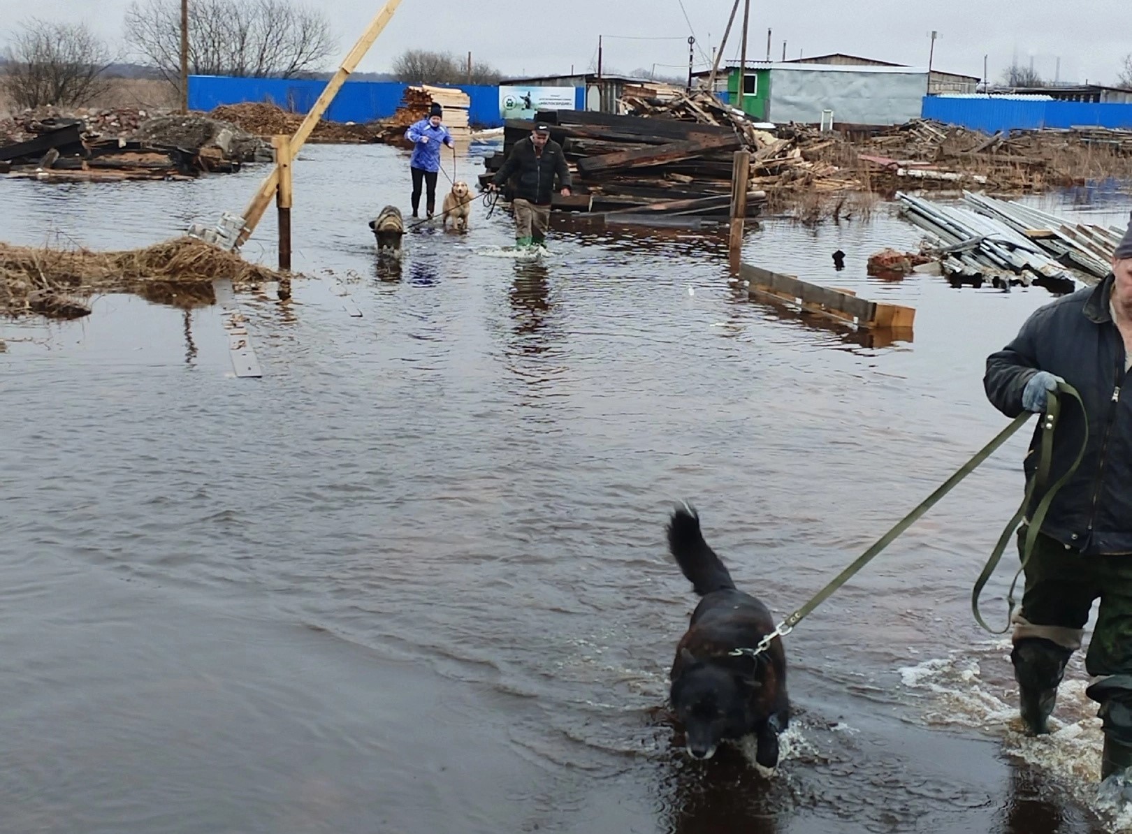 Под Архангельском затопило приют для собак