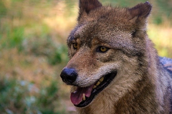 Волки атакуют населенные пункты в Архангельской области