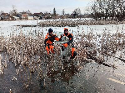 Специалисты Архангельской службы спасения помогли провалившейся под лед собаке