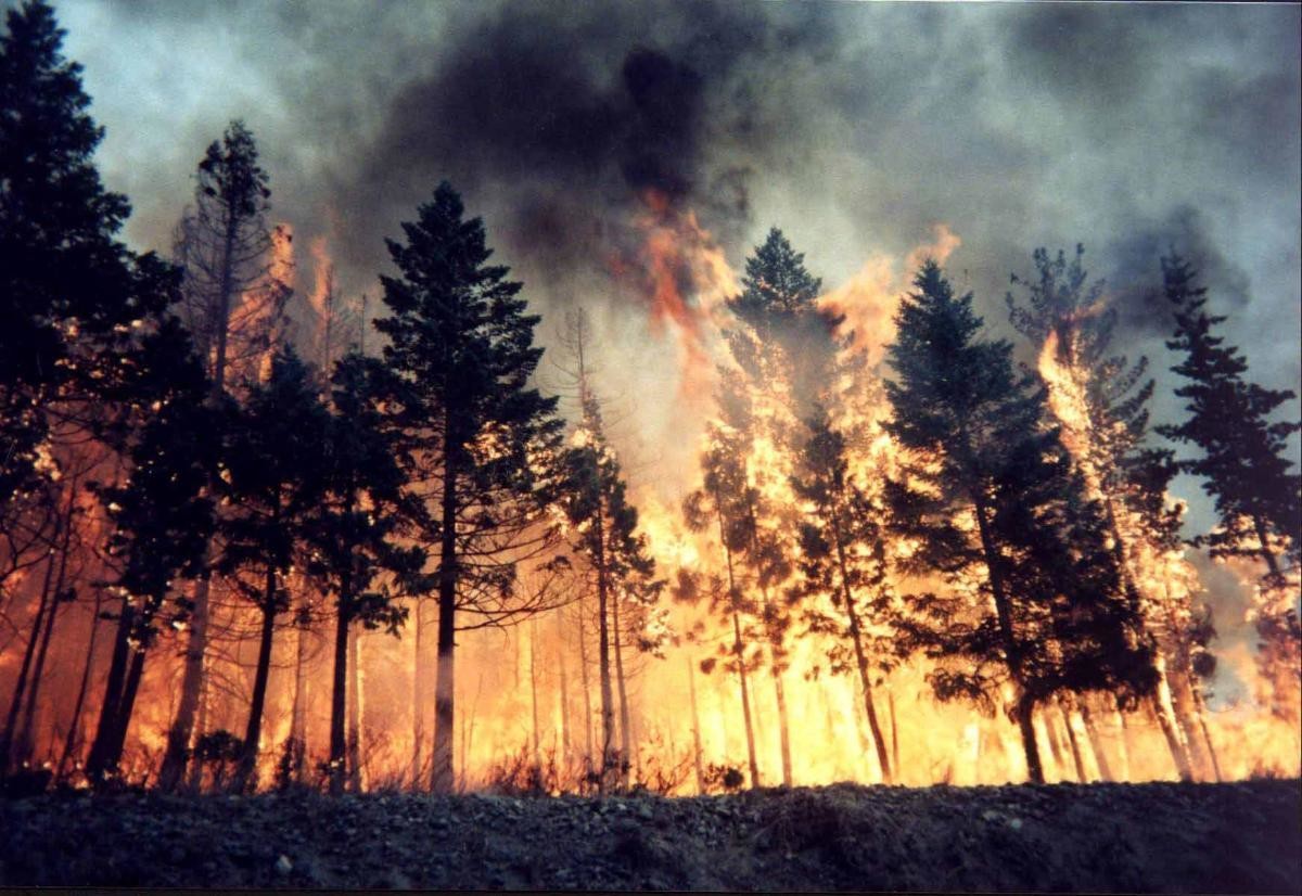 В Архангельской области летом произошло 127 лесных пожаров