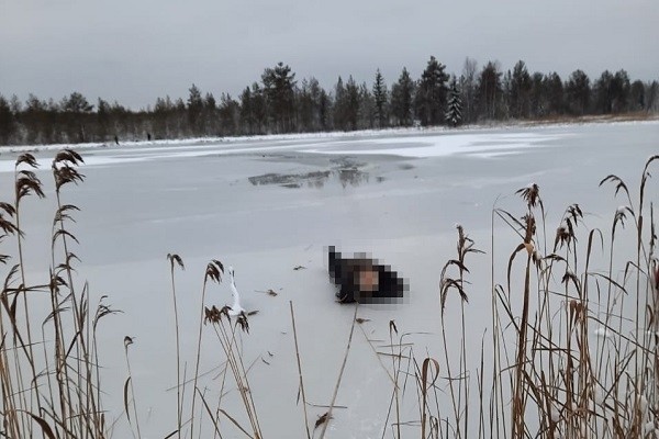 В Каргопольском районе лыжник замёрз насмерть, провалившись под лёд