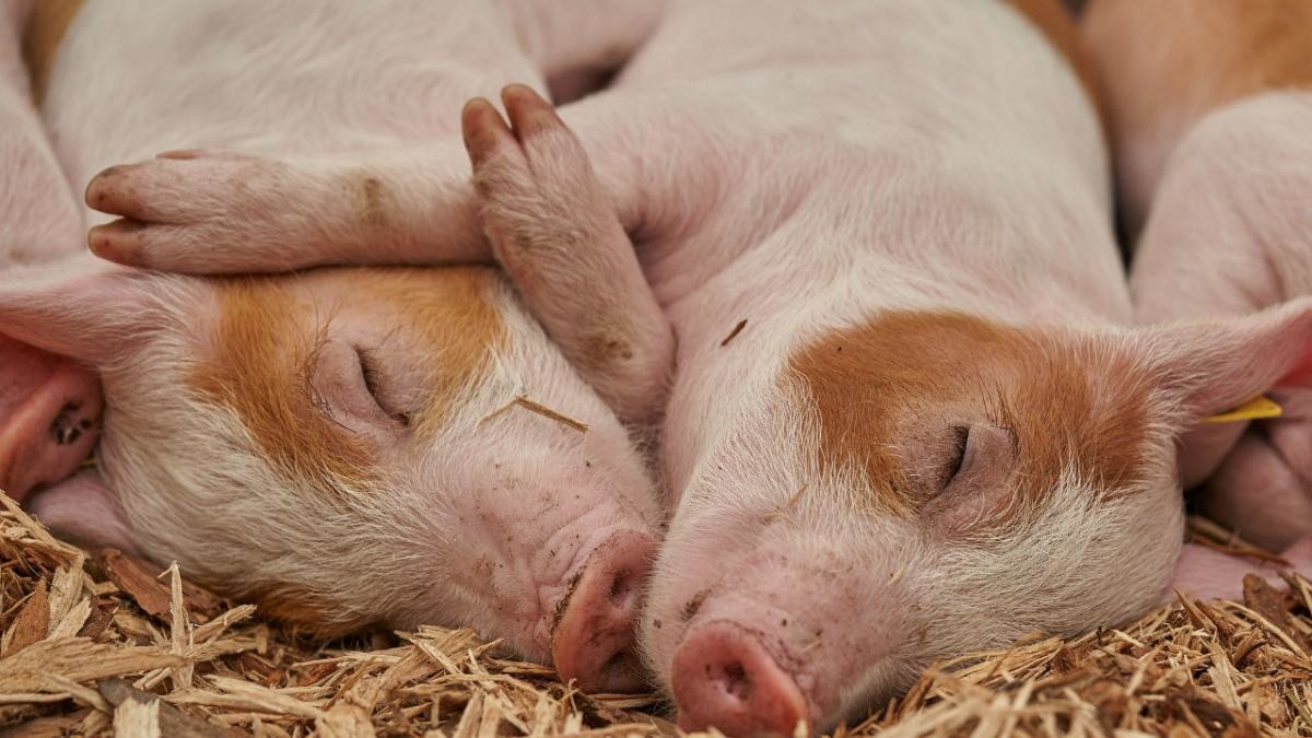 В Плесецке при пожаре в хлеву погибли свиньи 