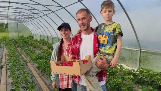 Фермеры из Красноборского района вырастили садовую землянику в своих теплицах
