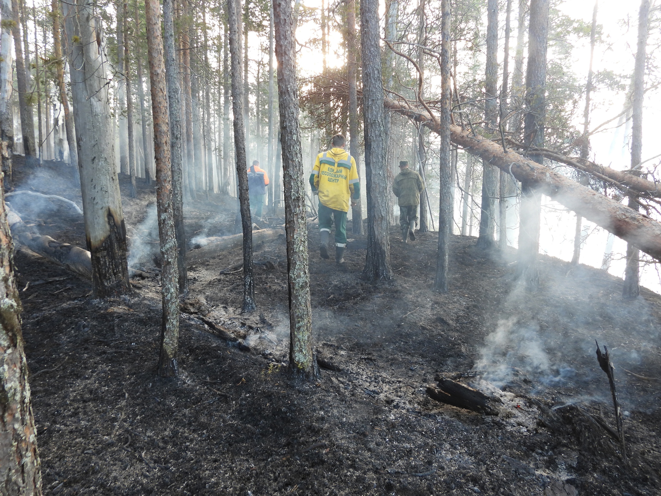 В «Онежском Поморье» ликвидирован пожар у Сеяцкого озера 