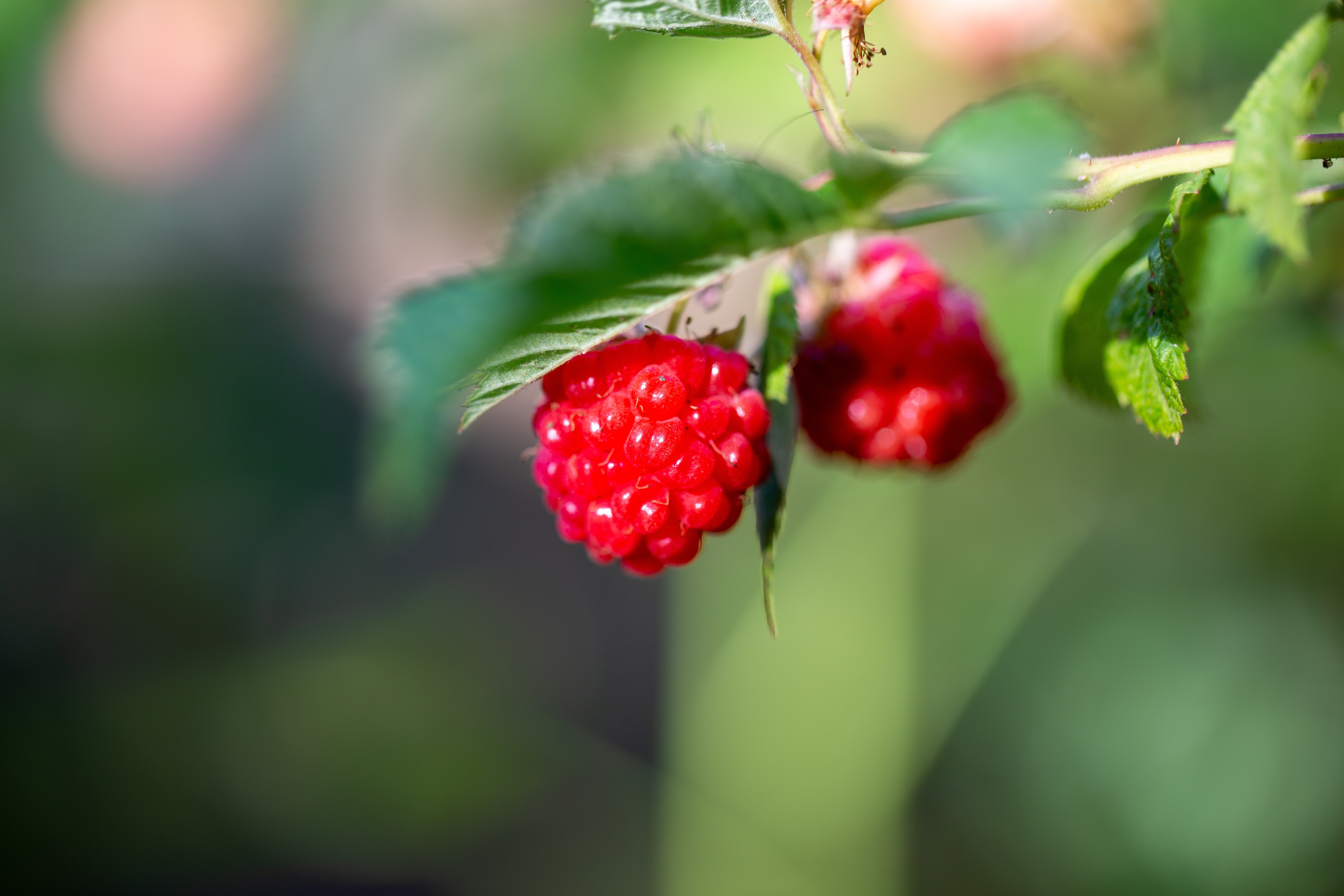 В Верхнетоемском округе на площади 30 гектар инвестор планирует высадить ягодные культуры