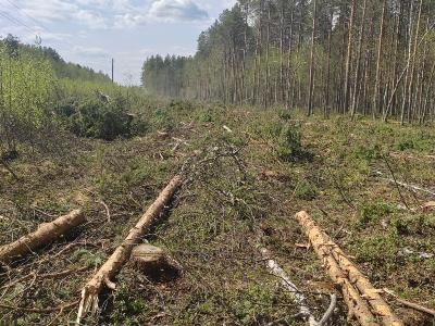 Предприниматель из Каргополья осужден за незаконную вырубку леса