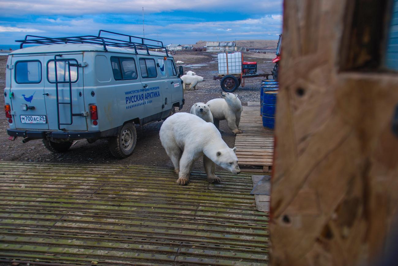Остров белый в карском море. Медведь в новом мире. Медведь в новом мире. Добрый медведь. Медведь людоед кесагаке.
