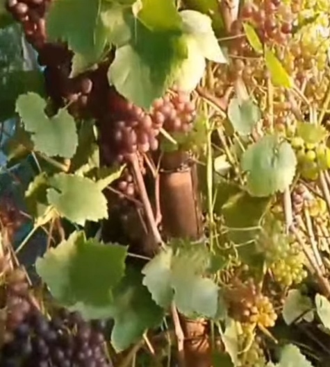 На юге Архангельской области выращивают виноград